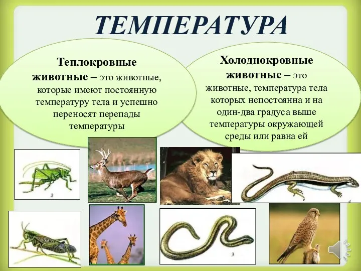 ТЕМПЕРАТУРА Холоднокровные животные – это животные, температура тела которых непостоянна и