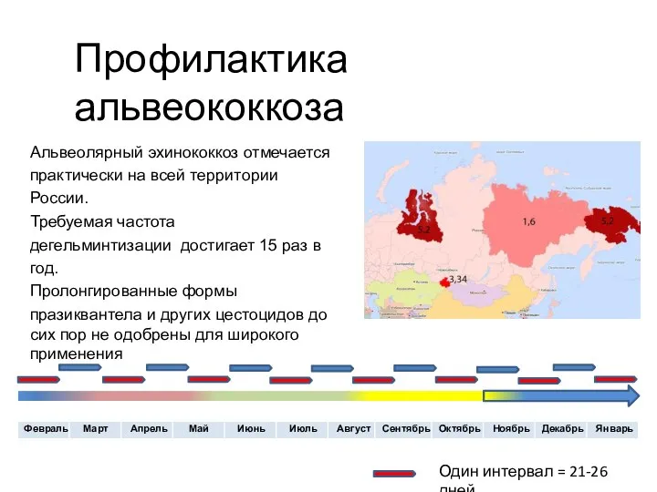 Профилактика альвеококкоза Один интервал = 21-26 дней Альвеолярный эхинококкоз отмечается практически