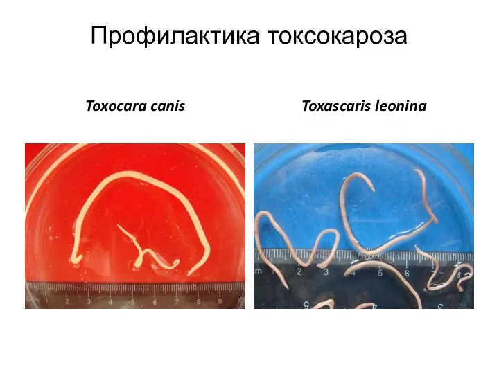 Toxocara canis Toxascaris leonina Профилактика токсокароза