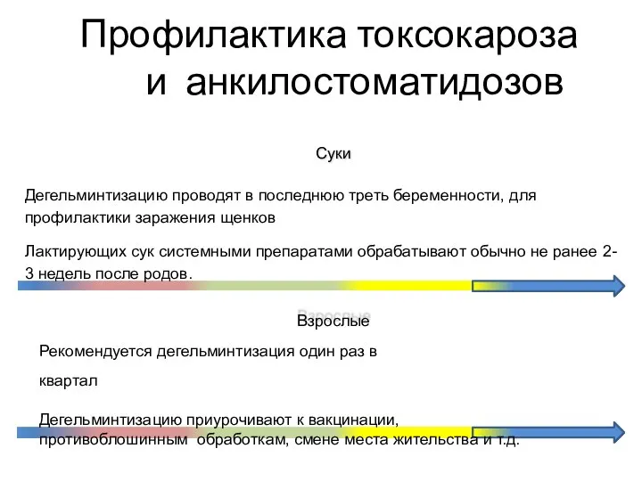 Профилактика токсокароза и анкилостоматидозов Суки Дегельминтизацию проводят в последнюю треть беременности,