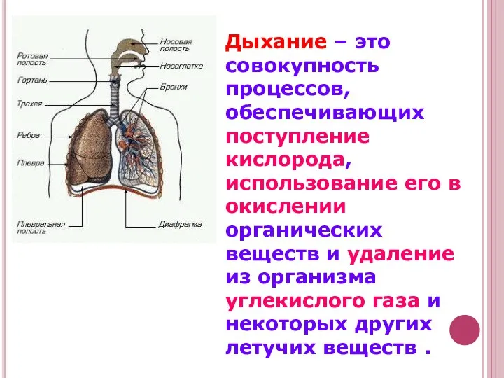 Дыхание – это совокупность процессов, обеспечивающих поступление кислорода, использование его в