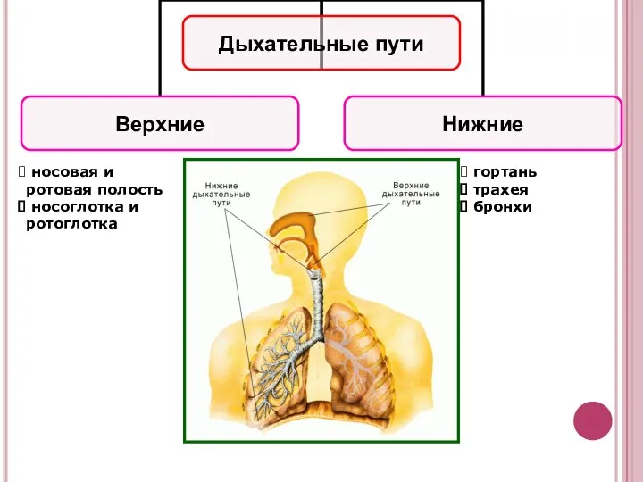 носовая и ротовая полость носоглотка и ротоглотка гортань трахея бронхи