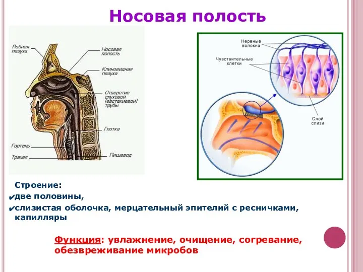 Носовая полость Строение: две половины, слизистая оболочка, мерцательный эпителий с ресничками,