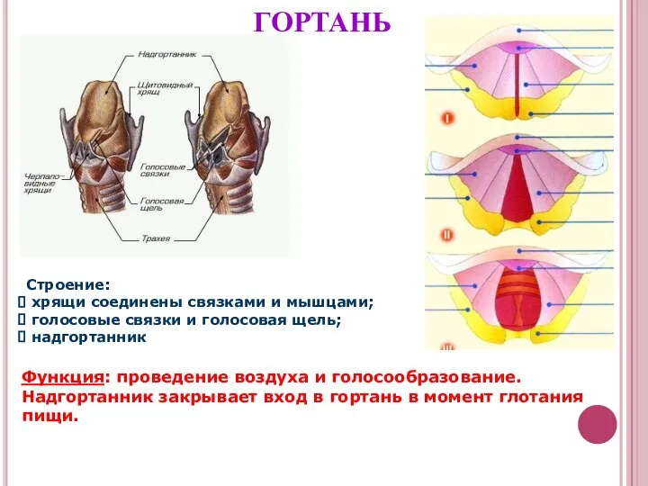 ГОРТАНЬ Строение: хрящи соединены связками и мышцами; голосовые связки и голосовая