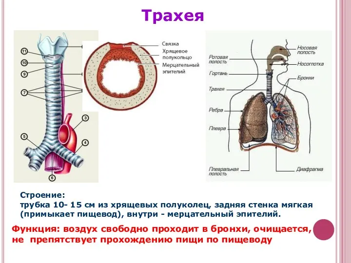 Трахея Строение: трубка 10- 15 см из хрящевых полуколец, задняя стенка