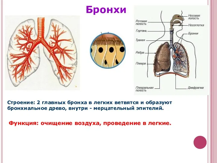 Бронхи Строение: 2 главных бронха в легких ветвятся и образуют бронхиальное