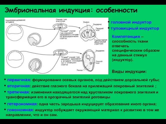 Эмбриональная индукция: особенности головной индуктор туловищный индуктор Компетенция – способность ткани