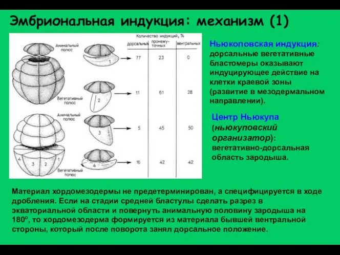 Эмбриональная индукция: механизм (1) Материал хордомезодермы не предетерминирован, а специфицируется в