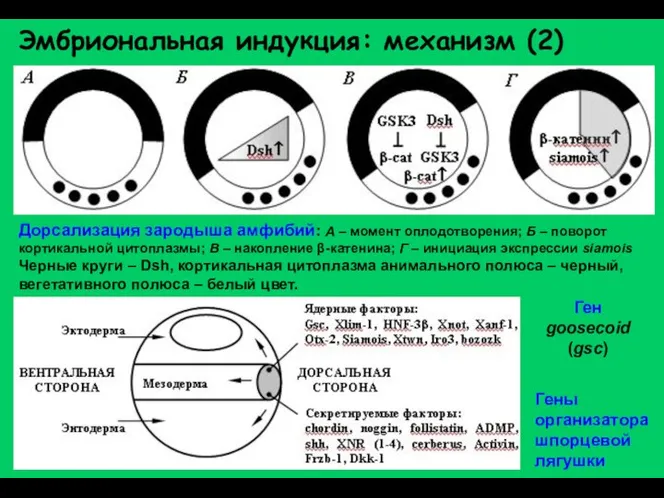 Эмбриональная индукция: механизм (2) Дорсализация зародыша амфибий: А – момент оплодотворения;