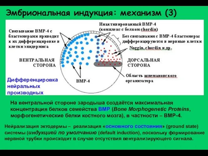 Эмбриональная индукция: механизм (3) Дифференцировка нейральных производных На вентральной стороне зародыша