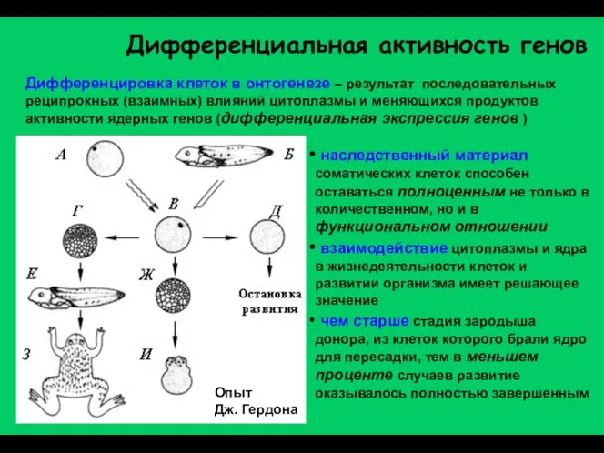 Дифференциальная активность генов Дифференцировка клеток в онтогенезе – результат последовательных реципрокных