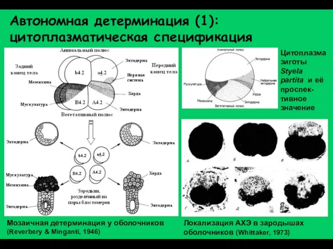 Автономная детерминация (1): цитоплазматическая спецификация Мозаичная детерминация у оболочников (Reverbery &