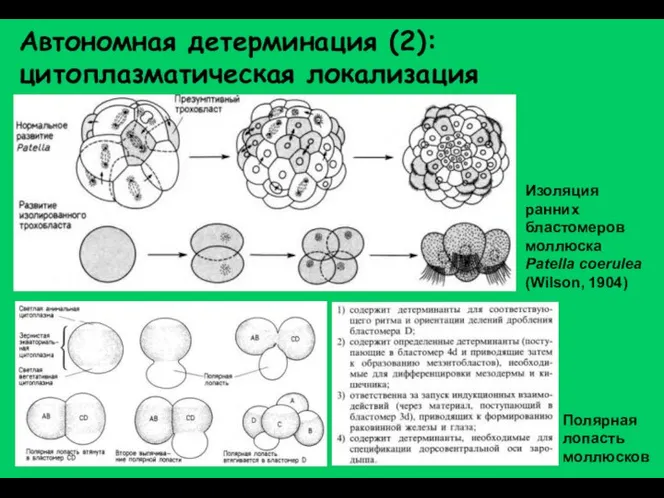 Автономная детерминация (2): цитоплазматическая локализация Полярная лопасть моллюсков Изоляция ранних бластомеров моллюска Patella coerulea (Wilson, 1904)
