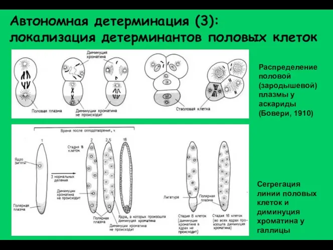 Автономная детерминация (3): локализация детерминантов половых клеток Распределение половой (зародышевой) плазмы