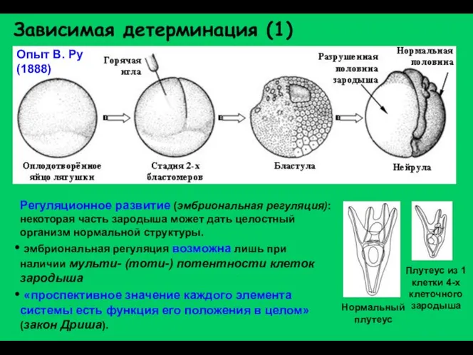 Зависимая детерминация (1) Опыт В. Ру (1888) Регуляционное развитие (эмбриональная регуляция):