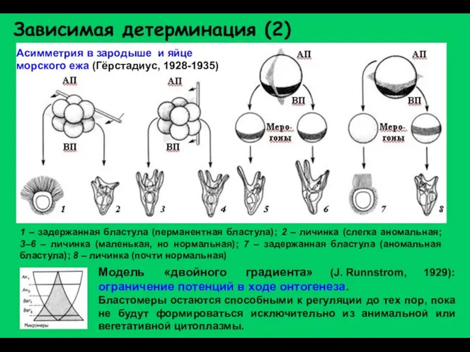 Зависимая детерминация (2) 1 – задержанная бластула (перманентная бластула); 2 –