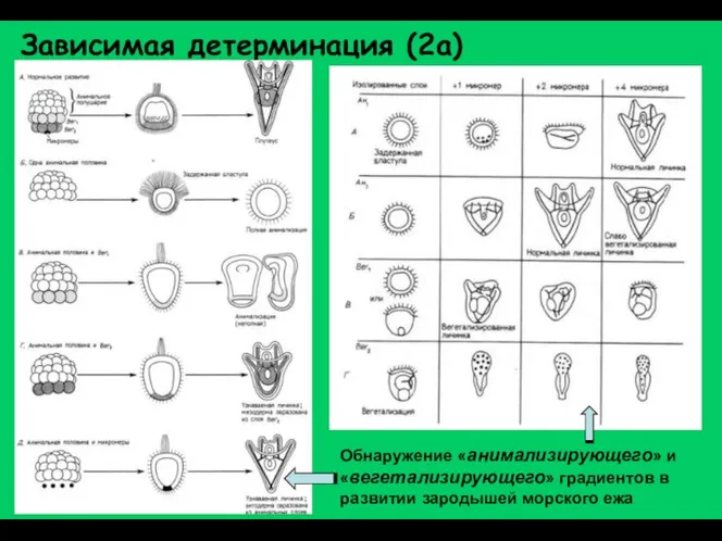 Зависимая детерминация (2а) Обнаружение «анимализирующего» и «вегетализирующего» градиентов в развитии зародышей морского ежа