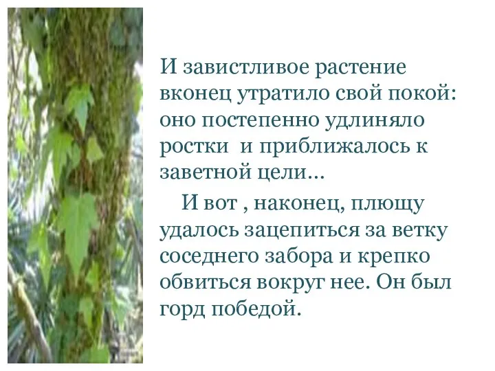 И завистливое растение вконец утратило свой покой: оно постепенно удлиняло ростки