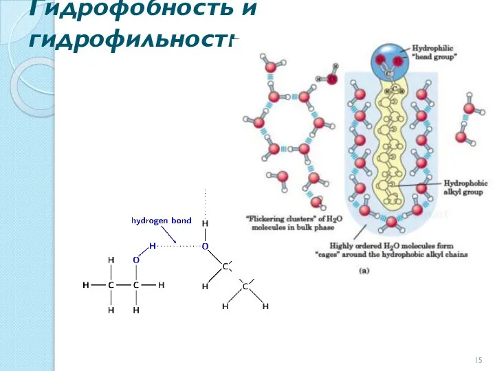 Гидрофобность и гидрофильность