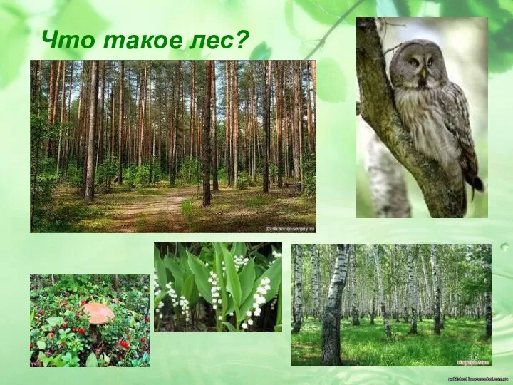 Что такое лес?