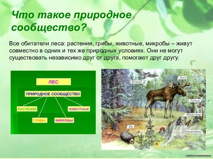 Что такое природное сообщество? Все обитатели леса: растения, грибы, животные, микробы