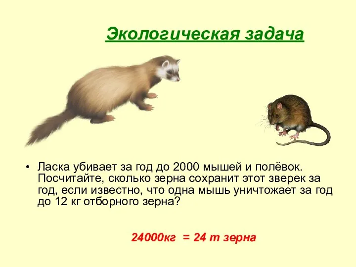 Экологическая задача Ласка убивает за год до 2000 мышей и полёвок.