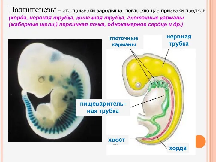 хвост хорда нервная трубка глоточные карманы пищеваритель-ная трубка Палингенезы – это