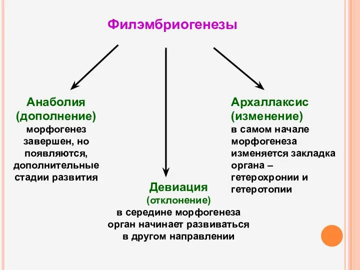 Филэмбриогенезы Архаллаксис (изменение) в самом начале морфогенеза изменяется закладка органа –