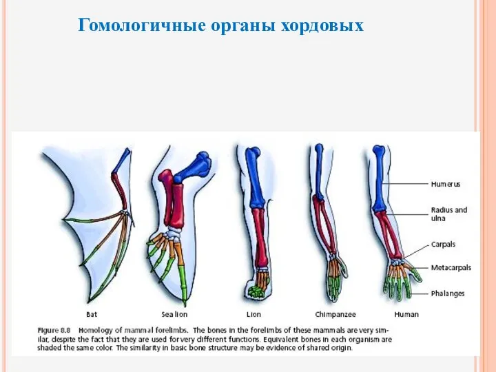 Гомологичные органы хордовых