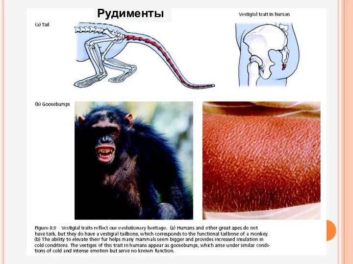 Рудименты