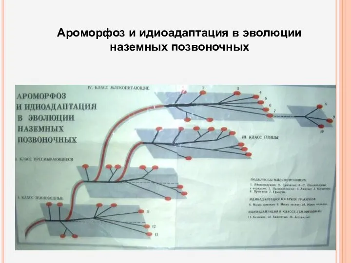 Ароморфоз и идиоадаптация в эволюции наземных позвоночных