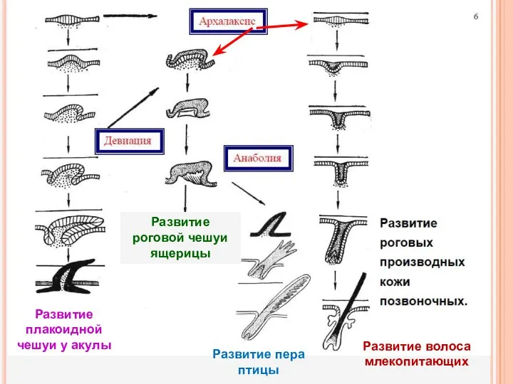 Развитие плакоидной чешуи у акулы Развитие роговой чешуи ящерицы Развитие пера птицы Развитие волоса млекопитающих