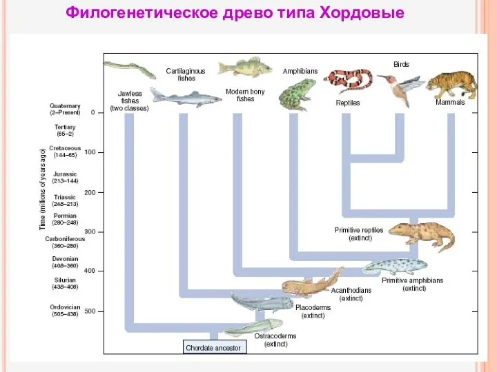 Филогенетическое древо типа Хордовые