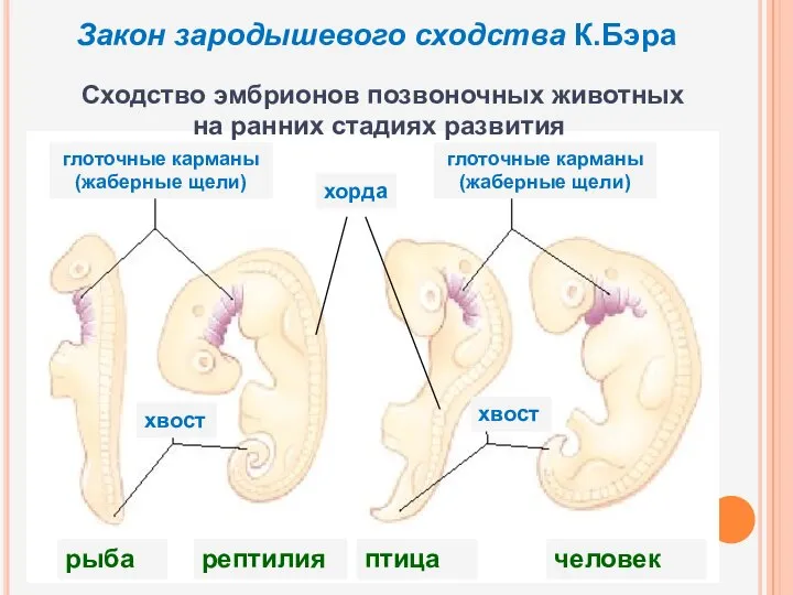 Закон зародышевого сходства К.Бэра рыба рептилия птица человек Сходство эмбрионов позвоночных