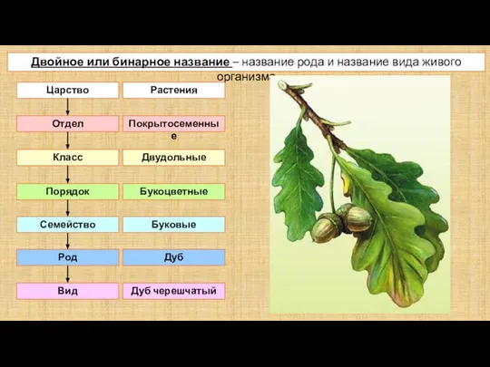 Двойное или бинарное название – название рода и название вида живого