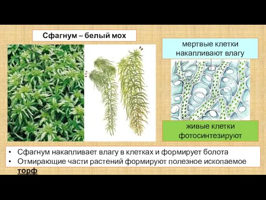 Сфагнум – белый мох Сфагнум накапливает влагу в клетках и формирует