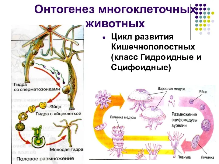 Онтогенез многоклеточных животных Цикл развития Кишечнополостных (класс Гидроидные и Сцифоидные)