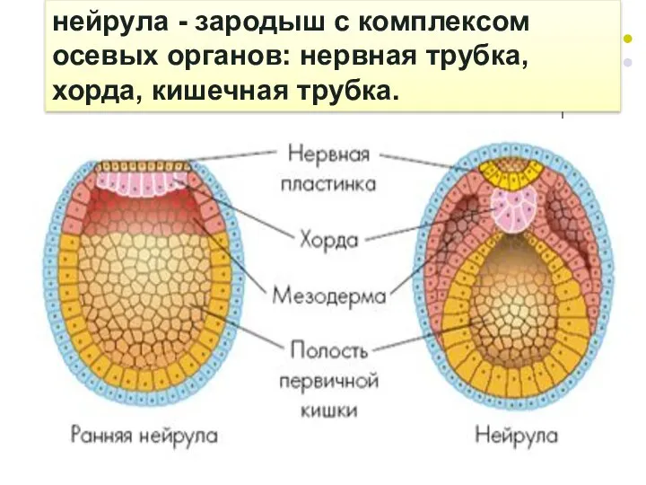 нейрула - зародыш с комплексом осевых органов: нервная трубка, хорда, кишечная трубка.