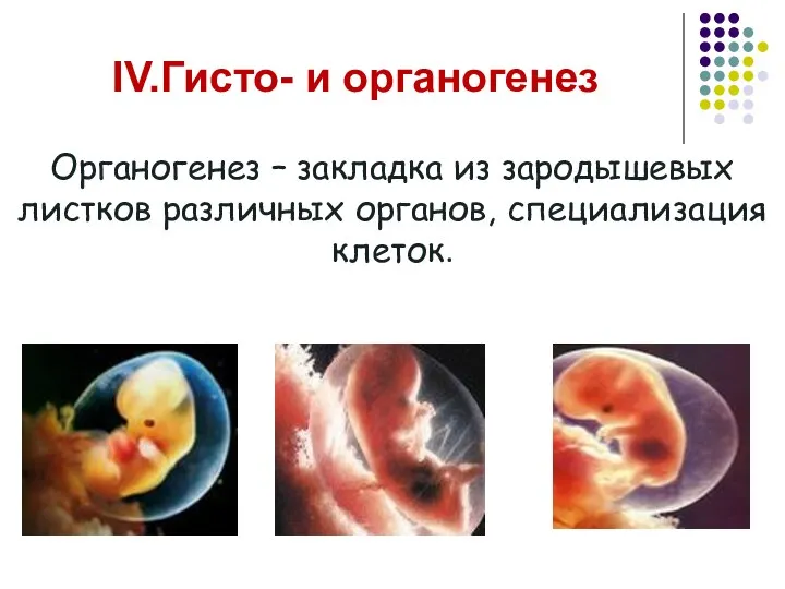 IV.Гисто- и органогенез Органогенез – закладка из зародышевых листков различных органов, специализация клеток.