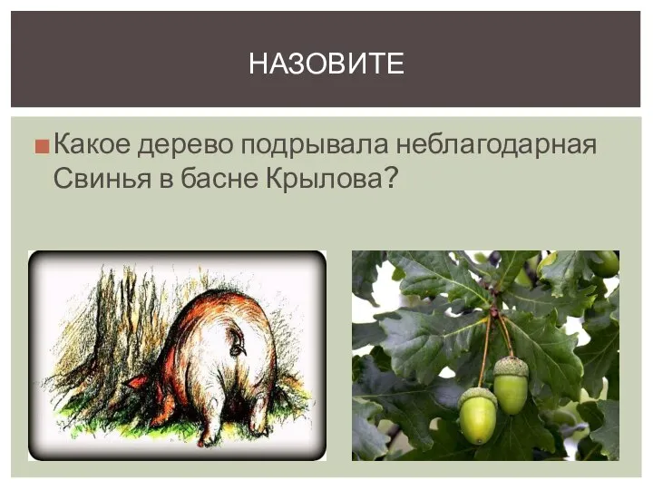 Какое дерево подрывала неблагодарная Свинья в басне Крылова? НАЗОВИТЕ