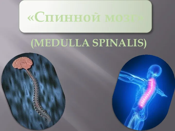 «Спинной мозг» (MEDULLA SPINALIS)