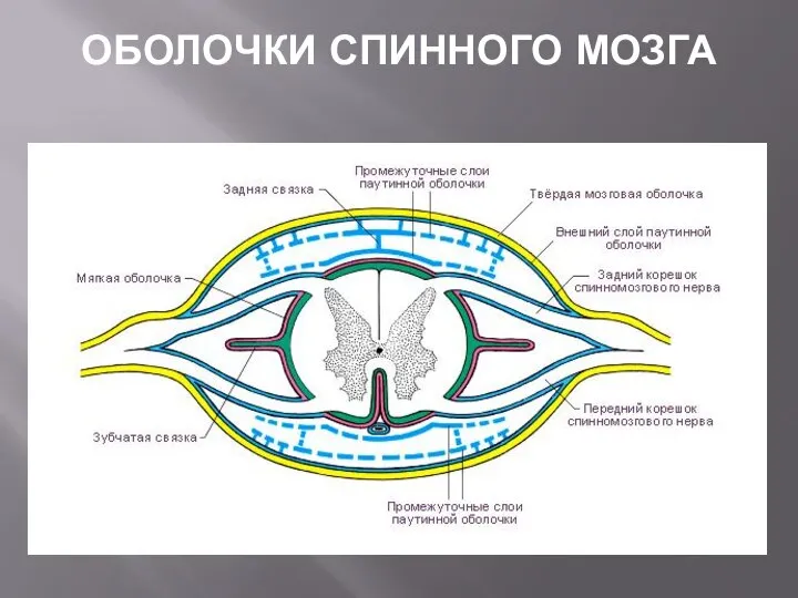 ОБОЛОЧКИ СПИННОГО МОЗГА