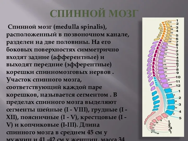 СПИННОЙ МОЗГ Спинной мозг (medulla spinalis), расположенный в позвоночном канале, разделен