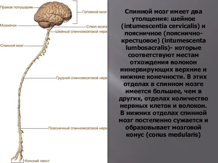 Спинной мозг имеет два утолщения: шейное (intumescentia cervicalis) и поясничное (пояснично-крестцовое)