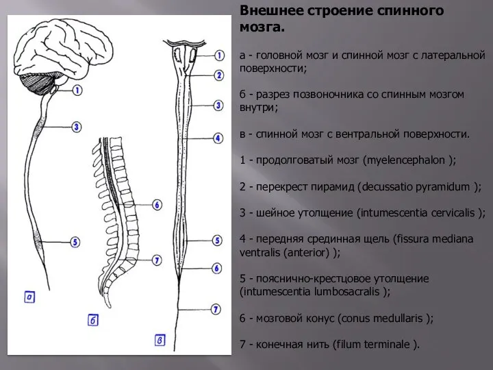 Внешнее строение спинного мозга. а - головной мозг и спинной мозг