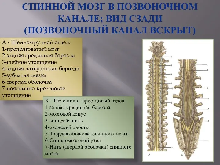 СПИННОЙ МОЗГ В ПОЗВОНОЧНОМ КАНАЛЕ; ВИД СЗАДИ (ПОЗВОНОЧНЫЙ КАНАЛ ВСКРЫТ) А