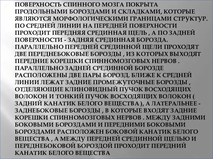 ПОВЕРХНОСТЬ СПИННОГО МОЗГА ПОКРЫТА ПРОДОЛЬНЫМИ БОРОЗДАМИ И СКЛАДКАМИ, КОТОРЫЕ ЯВЛЯЮТСЯ МОРФОЛОГИЧЕСКИМИ