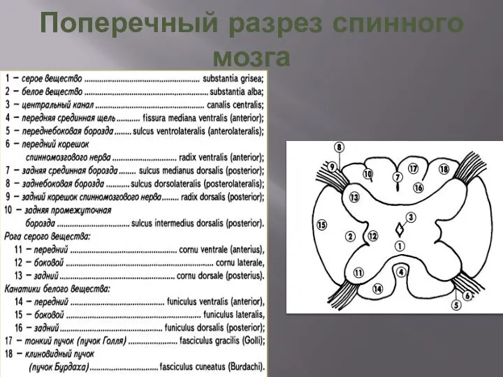 Поперечный разрез спинного мозга