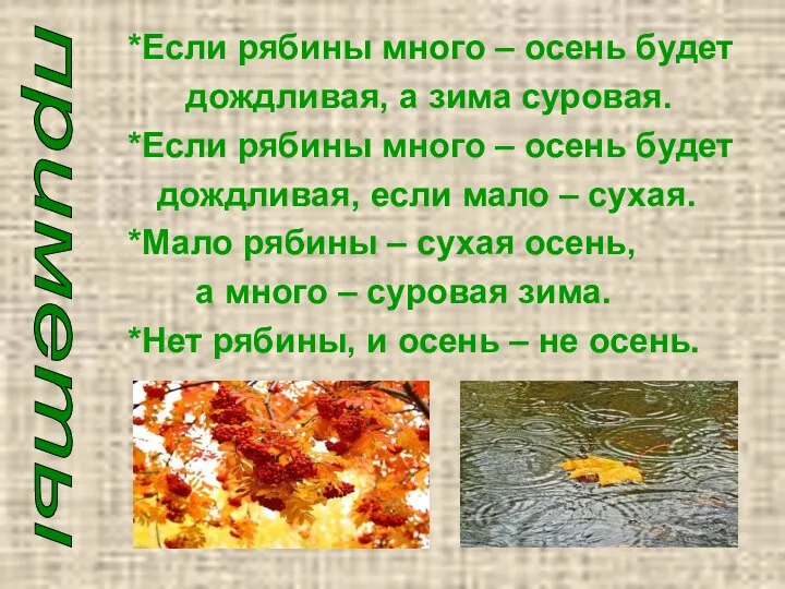 *Если рябины много – осень будет дождливая, а зима суровая. *Если