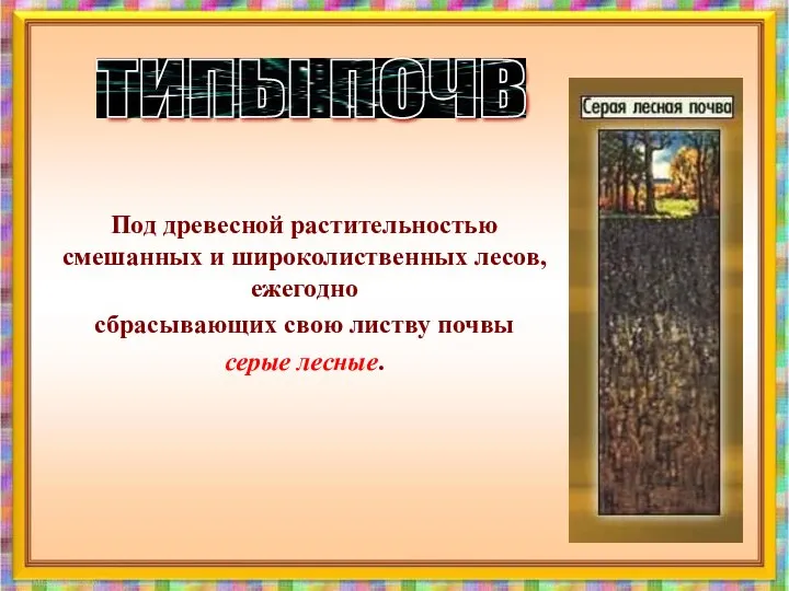 Под древесной растительностью смешанных и широколиственных лесов, ежегодно сбрасывающих свою листву почвы серые лесные. ТИПЫ ПОЧВ